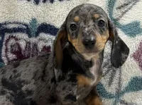 Lou (AKC), a female Dachshund and Miniature Dachshund for sale in Mansfield, MO – 1 of 7