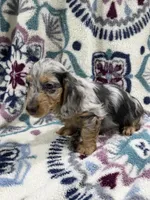 Tim (AKC), a male Dachshund and Miniature Dachshund for sale in Mansfield, MO – 8 of 10