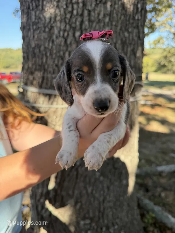 Ember  – Miniature Dachshund puppy for sale in Mansfield, MO