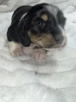Berry , a male Dachshund and Miniature Dachshund for sale in Mansfield, MO – 4 of 6