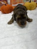 Mickey , a male Miniature Dachshund for sale in Mansfield, MO – 1 of 5