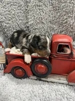 Enzo , a male Dachshund and Miniature Dachshund for sale in Mansfield, MO – 3 of 5