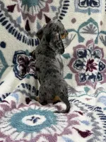 Lou (AKC), a female Dachshund and Miniature Dachshund for sale in Mansfield, MO – 7 of 7