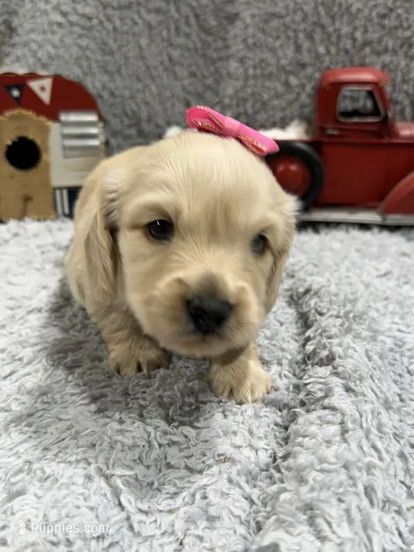 Cookie  – Dachshund, Miniature Dachshund puppy for sale in Mansfield, MO