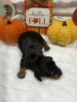 Hunter , a male Miniature Dachshund for sale in Mansfield, MO – 2 of 2