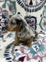 Tim (AKC), a male Dachshund and Miniature Dachshund for sale in Mansfield, MO – 7 of 10