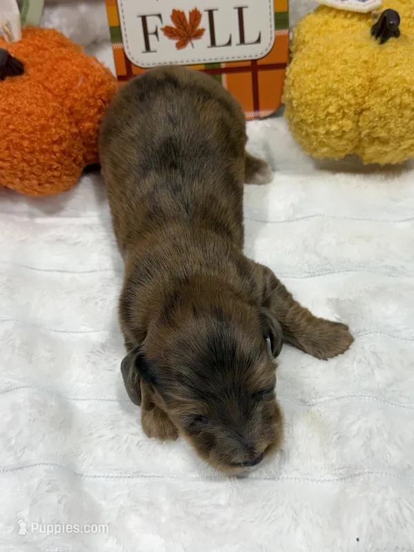 Ash  – Miniature Dachshund puppy for sale in Mansfield, MO