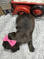 Dixie , a female Dachshund and Miniature Dachshund for sale in Mansfield, MO – 4 of 5