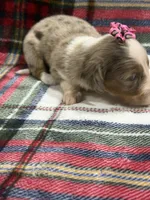 Abby , a female Dachshund and Miniature Dachshund for sale in Mansfield, MO – 2 of 3