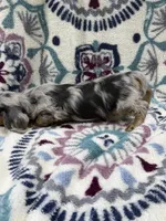 Tim (AKC), a male Dachshund and Miniature Dachshund for sale in Mansfield, MO – 9 of 10