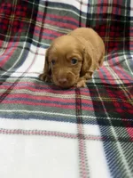 Peanut , a male Dachshund and Miniature Dachshund for sale in Mansfield, MO – 2 of 3