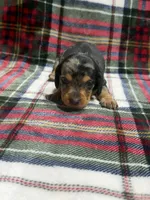 Axle , a male Dachshund and Miniature Dachshund for sale in Mansfield, MO – 2 of 4