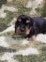 Huckleberry, a male Miniature Dachshund for sale in Mansfield, MO – Photo 3 of 4