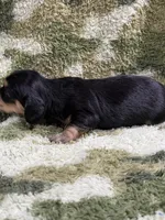 Huckleberry, a male Miniature Dachshund for sale in Mansfield, MO – Photo 4 of 4