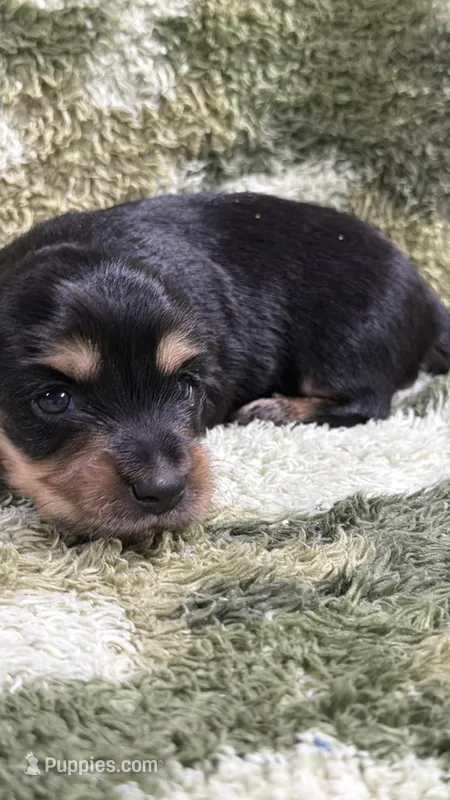 Huckleberry – Miniature Dachshund puppy for sale in Mansfield, MO