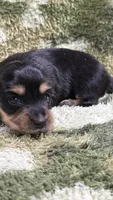 Huckleberry, a male Miniature Dachshund for sale in Mansfield, MO – Photo 1 of 4
