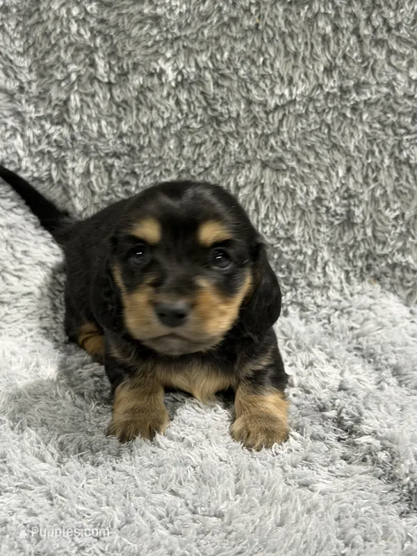 Huckleberry – Miniature Dachshund puppy for sale in Mansfield, MO