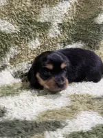 Huckleberry, a male Miniature Dachshund for sale in Mansfield, MO – Photo 2 of 4