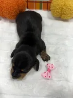 Aspen , a female Miniature Dachshund for sale in Mansfield, MO – 2 of 3