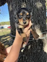 Chestnut, a male Miniature Dachshund for sale in Mansfield, MO – 2 of 3