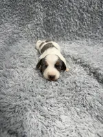 Jack (AKC), a male Dachshund and Miniature Dachshund for sale in Mansfield, MO – Photo 2 of 4