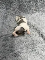 Jack (AKC), a male Dachshund and Miniature Dachshund for sale in Mansfield, MO – Photo 3 of 4