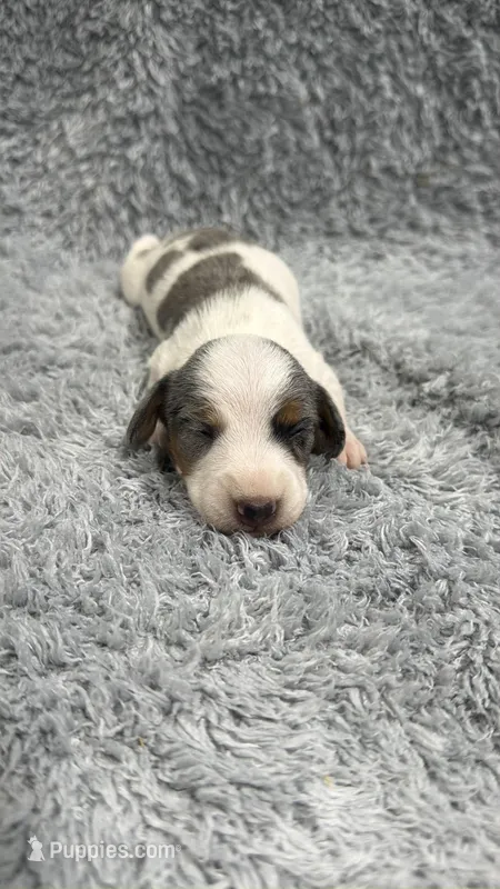 Jack (AKC) – Dachshund, Miniature Dachshund puppy for sale in Mansfield, MO