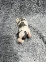 Jack (AKC), a male Dachshund and Miniature Dachshund for sale in Mansfield, MO – Photo 4 of 4