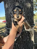 Chestnut, a male Miniature Dachshund for sale in Mansfield, MO – 3 of 3