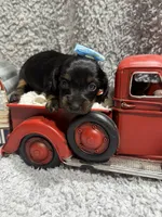 Daisy(AKC , a female Dachshund and Miniature Dachshund for sale in Mansfield, MO – 1 of 4