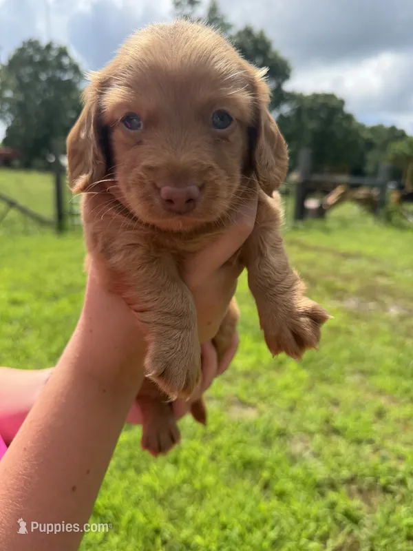 Peanut  – Dachshund, Miniature Dachshund puppy for sale in Mansfield, MO