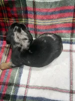 Axle , a male Dachshund and Miniature Dachshund for sale in Mansfield, MO – 4 of 4