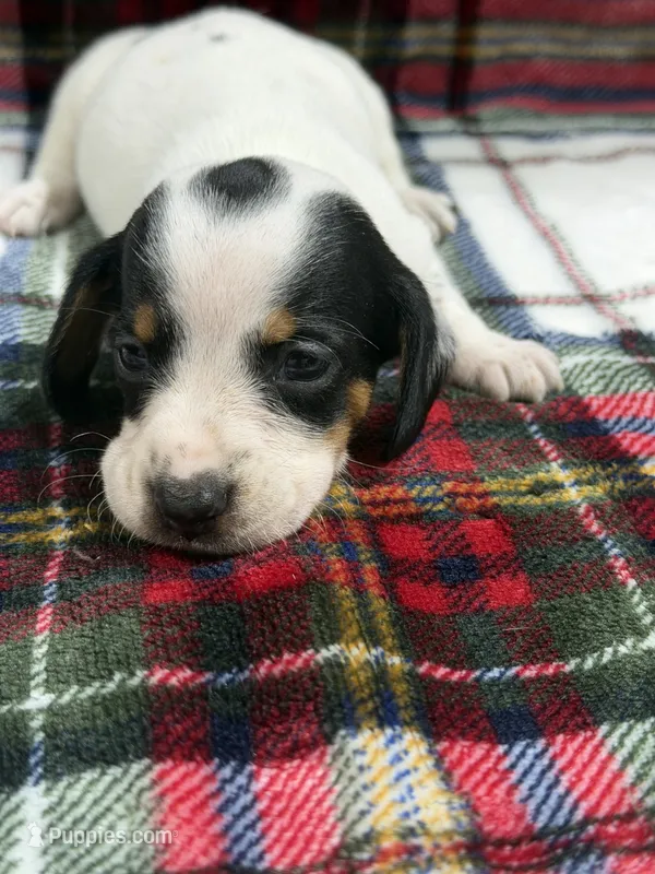 Ty (AKC) – Dachshund, Miniature Dachshund puppy for sale in Mansfield, MO