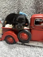 Daisy(AKC , a female Dachshund and Miniature Dachshund for sale in Mansfield, MO – 4 of 4