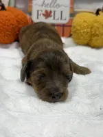 Ash , a male Miniature Dachshund for sale in Mansfield, MO – 2 of 2