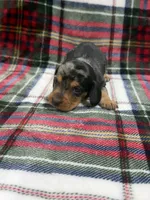 Axle , a male Dachshund and Miniature Dachshund for sale in Mansfield, MO – 1 of 4