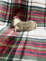 Abby , a female Dachshund and Miniature Dachshund for sale in Mansfield, MO – 3 of 3