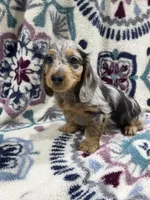 Tim (AKC), a male Dachshund and Miniature Dachshund for sale in Mansfield, MO – 10 of 10