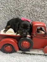 Diva(AKC, a female Dachshund and Miniature Dachshund for sale in Mansfield, MO – 3 of 4