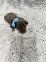 Lou (AKC), a female Dachshund and Miniature Dachshund for sale in Mansfield, MO – Photo 3 of 3