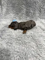 Lou (AKC), a female Dachshund and Miniature Dachshund for sale in Mansfield, MO – Photo 2 of 3