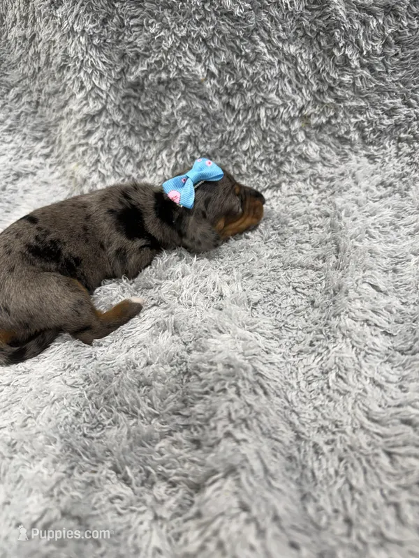 Lou (AKC) – Dachshund, Miniature Dachshund puppy for sale in Mansfield, MO