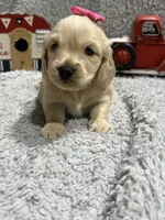 Cookie , a female Dachshund and Miniature Dachshund for sale in Mansfield, MO – 4 of 6