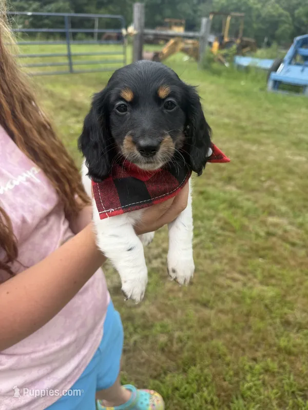 Chase – Dachshund, Miniature Dachshund puppy for sale in Mansfield, MO