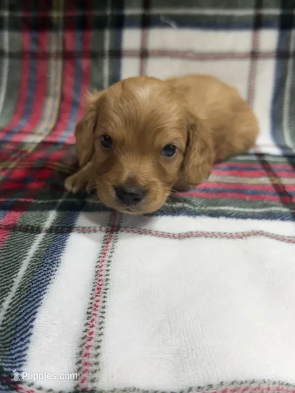 Buck (AKC  – Dachshund, Miniature Dachshund puppy for sale in Mansfield, MO
