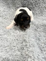 Marshall, a male Dachshund and Miniature Dachshund for sale in Mansfield, MO – Photo 3 of 3