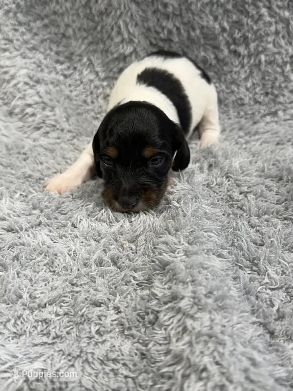 Marshall – Dachshund, Miniature Dachshund puppy for sale in Mansfield, MO