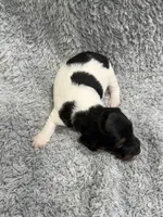 Marshall, a male Dachshund and Miniature Dachshund for sale in Mansfield, MO – Photo 2 of 3