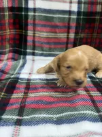 Buck (AKC , a male Dachshund and Miniature Dachshund for sale in Mansfield, MO – 4 of 5