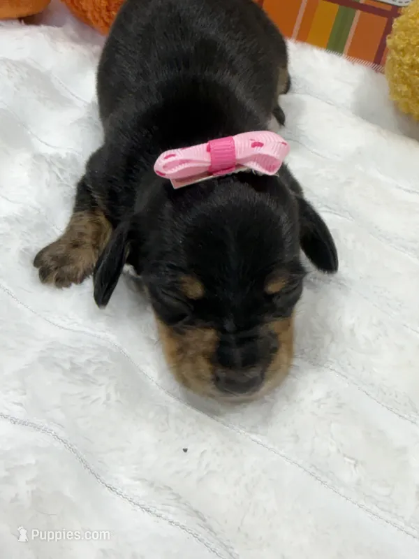 Aspen  – Miniature Dachshund puppy for sale in Mansfield, MO